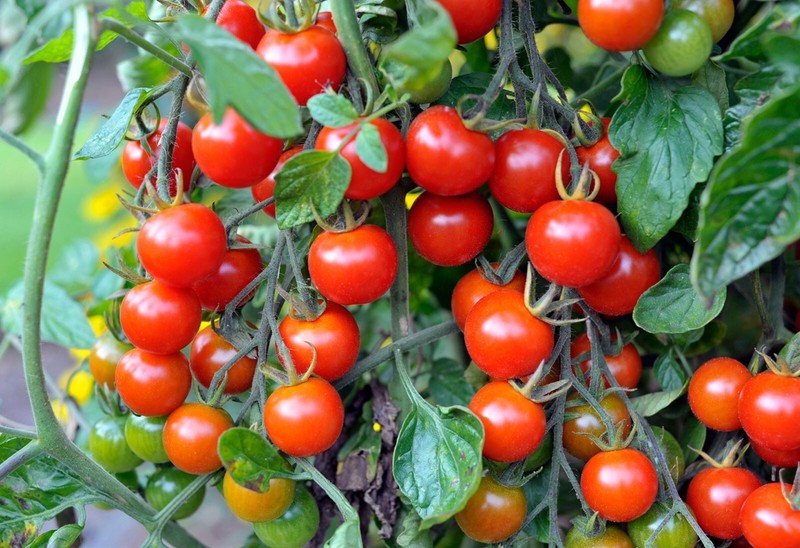 PSA Organic Red Cherry Tomato 30 Seeds Fast Grow - $13.60