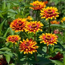 Fresh Seeds Zinnia Elegans Zowie Yellow Flame Flower Seeds 15 Seeds - $13.06