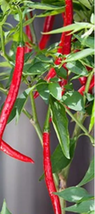 Chilli Green Red Cayenne Long Slim Vegetables Seeds - £25.29 GBP