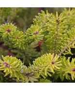 Abies Koreana Golden Glow Golden Korean Fir Live Plant 10 Inch Tall 1 Ga... - $1,935.27 CAD