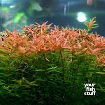 LUDWIGIA  REPENS -Freshwater Aquatic Live Plants  SUPER PRICE!!!!!! - $3.95