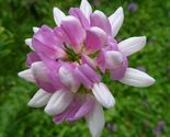 200 Seeds Crown Vetch Or Coronilla Varia - $9.77