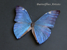 Morpho Aurora Stunning Metallic Blue Real Butterfly Framed Entomology Shadowbox - £62.21 GBP
