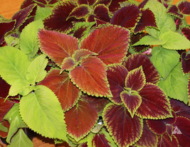 TB Coleus Blumei Rainbow Mix Annual Perennial Shade Garden Non-Gmo 500 S... - £4.76 GBP