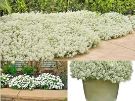 1500+ Flower TALL SWEET ALYSSUM Drought Heat Groundcover Seeds Container Easy - £13.35 GBP