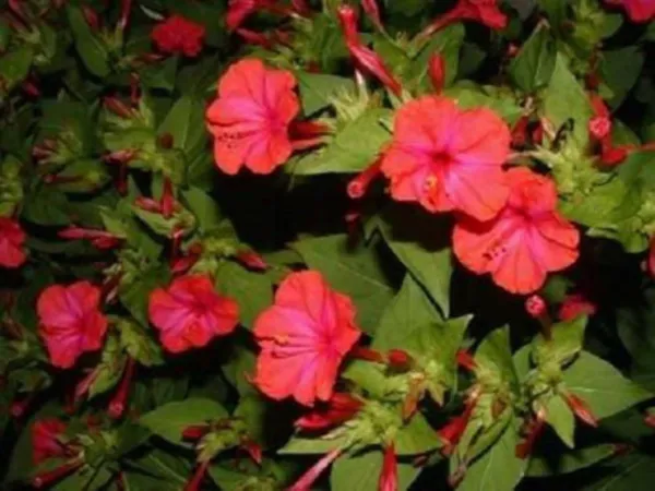 25 Red Four O&#39;Clock Marvel Of Peru Mirabilis Jalapa Flower Seeds Fresh - £7.99 GBP