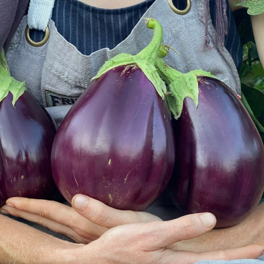 HT 150 Black Beauty Eggplant Seeds Planting Seeds - $7.99