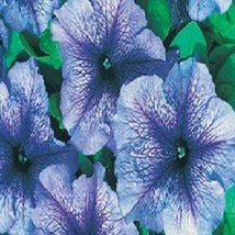 Petunia Daddy Blue  10 Pelleted Seeds  Light Blue, Dark Veins. From US - $8.49