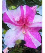 ENCORE AUTUMN TWIST~~Azalea Deciduous Well Rooted Starter Plant~Beautifu... - $494.75 MXN