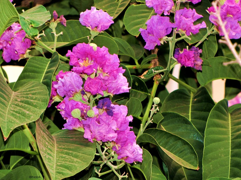Lagerstroemia Indica Flower Seeds 100 Crape Myrtle (Lagerstroemia indica) - €4,72 EUR