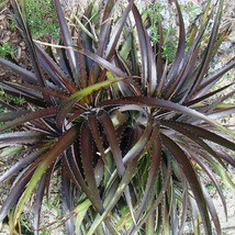 5 Dyckia Cherry Coke Hardy Bromeliad Seeds For Planting   - $19.50