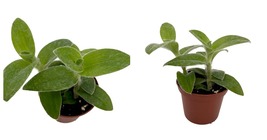 NEW ! Velvet Hill Tradescantia sillamontana - 2.5&quot; Pot - Easy Succulent Plant - £27.52 GBP