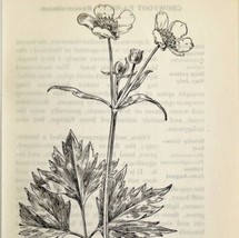 1905 Swamp Buttercup Flower Print Pen &amp; Ink Lithograph Antique Art 6.75 x 3.75&quot; - £13.76 GBP