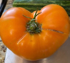 Dr. Wyche&#39;S Yellow Tomato Seeds Heirloom Organic Gardening Fresh USA Shipping - £6.27 GBP