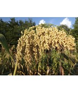 Sorghum Tarahumara White Popping 100+ seeds - Sh 019 - £2.33 GBP