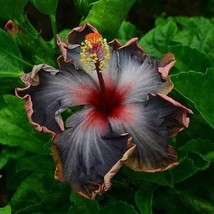 20 Seeds Black Pink Purple Hibiscus Plant Fast Enjoy Heirloom Beauty - $8.35