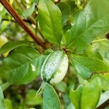 FROM US Fruit Bush Live Tree 1-2’ Feet Randia formosa (Blackberry Jam) TP15 - £59.93 GBP