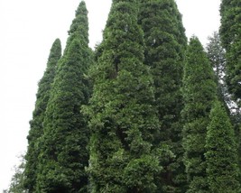 20 Libocedrus Decurrens (Incense Cedar) seeds - £1.61 GBP