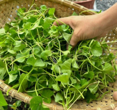 VN 1000 Pennywort Seeds, Gotu Kola , Centella Asiatica Garden Seeds - $10.10