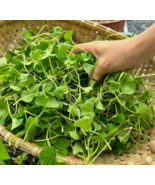 VN 1000 Pennywort Seeds, Gotu Kola , Centella Asiatica Garden Seeds - $10.10