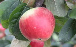 25 Geneva Tremletts Bitter Apple Seeds Non-GMO, Heirloom, Fast Shipping - $8.96