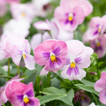 35 Seeds Pansy Panola Pink Annual Flower  - £13.30 GBP
