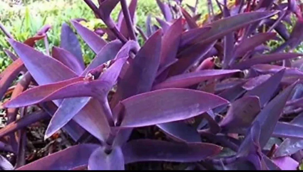 15 pc lot Purple Heart Wandering Jew live plant cuttings - £30.82 GBP