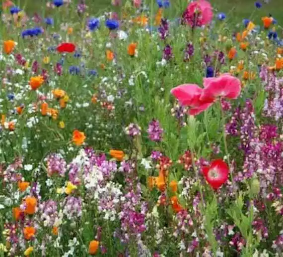 Semilir Low Grow Wildflower Mix Flower Mix Colorful 18 Species 200 Seeds - £7.09 GBP