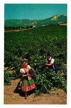 Vintage Postcard Italian Winery Swill Colony Vineyard Asti Sonoma County CA - £7.59 GBP