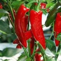 Pepper Thai Hot Pepper Seeds Fresh Seeds USA - $6.98