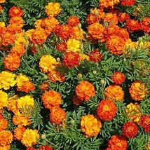 500 SEEDS MARIGOLD PERFECT FOR GARDEN PLANTING IMMEDIATE GARDENING START - $16.99