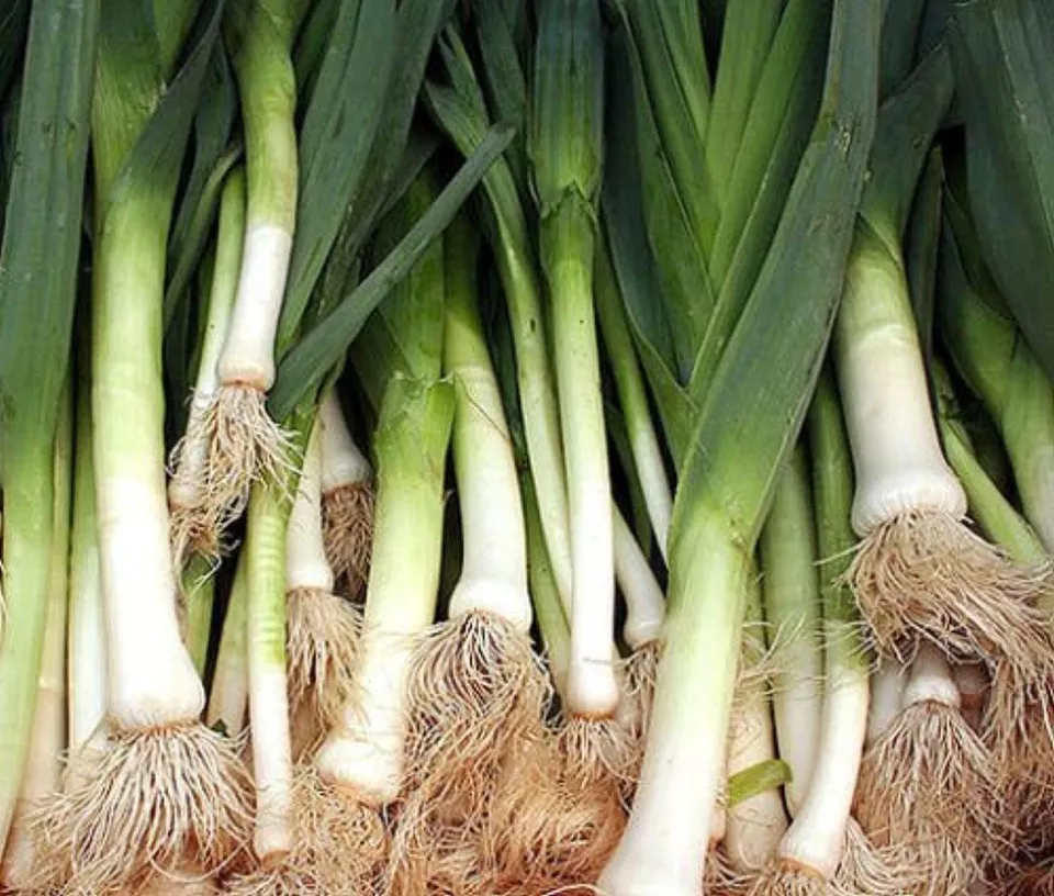 AW 250 Seeds American Flag Leek Broad London Non Gmo Organic Herb Easy T... - £7.09 GBP