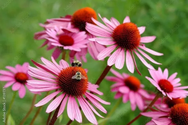 Fresh Echinacea Angustifolia 100 Pure Seeds Organic Garden - £8.77 GBP