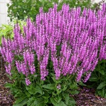 50 Back to the Fuchsia Salvia Seeds Flower Seed Perennial Flowers - £7.76 GBP