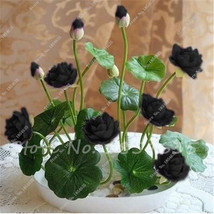 lotus seeds, bowl lotus water lily seeds rare Aquatic flower plant seed for home - £3.18 GBP