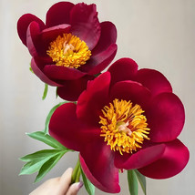 Fast Ship USA Seller 20 Seeds Deep Crimson Black Single Petal Peony Seeds U Seri - $10.26