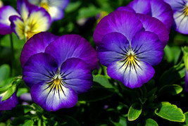 close up purple blue pansy flower garden ceramic tile mural backsplash medallion - £46.69 GBP+