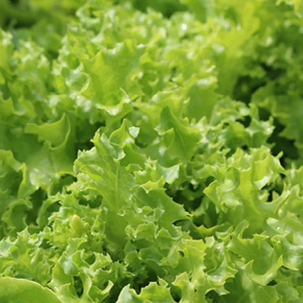 Tango Leaf Lettuce Seeds 600+ Vegetable Heirloom Non Gmo Us Fresh Garden - £5.66 GBP