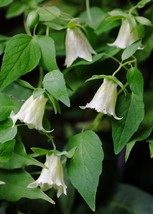 400 Codonopsis Seeds - Dang Shen Codonopsis pilosula Bonnet Bellflower P... - £11.63 GBP