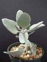 RARE Kalanchoe Hildebrandtii succulent plant silver Teaspoons exotic spoon 4&quot; - £11.98 GBP