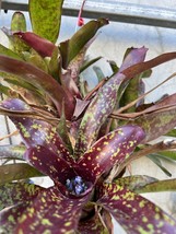 Exotic TROPICAL LANDSCAPE PLANT Pup Bromeliad colorful -unbranded - $309.96 MXN