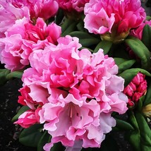 Fresh Yaku Prince Rhododendron Well Rooted Starter Plant Frilly Edged Bl... - £42.61 GBP