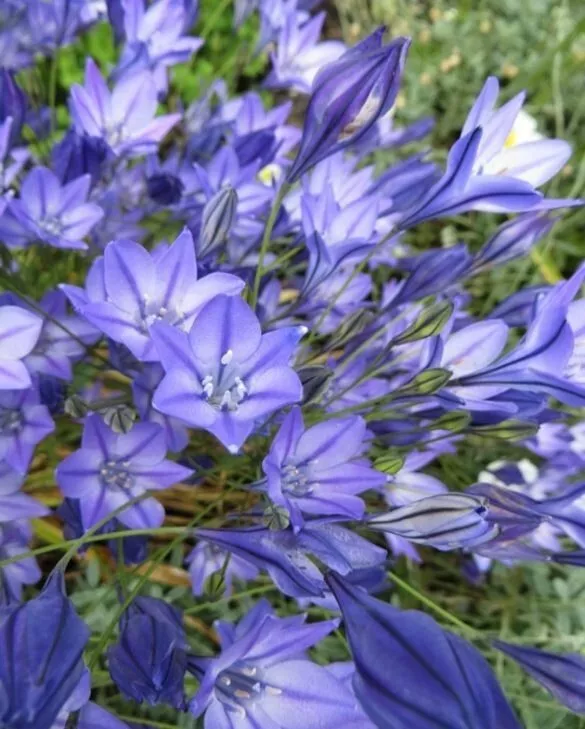 TRIPLET LILY FLOWER BULBS ~BRODIAEA &#39;QUEEN FABIOLA&#39;~LATE SPRING/SUMMER (... - $16.45