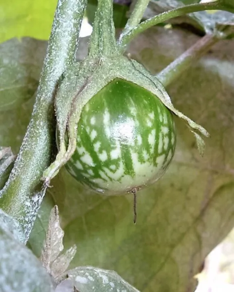 Top Seller 10 Kermit Eggplant Green White Thai Solanum Melongena Fruit V... - £11.48 GBP