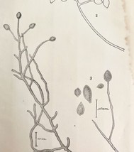 Potato Rot Fungus Mycology Victorian 1887 Art Print Agriculture DWT9B - £19.98 GBP