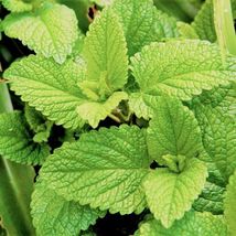 2000 Spearmint Seeds Mentha Spicata! Mint Tea Non-Gmo - £15.73 GBP