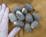 tn-20) 10 small natural Tagua Nut whole nuts for craft Carving Dried pla... - $25.23