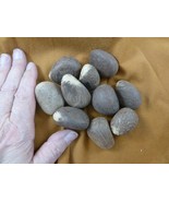tn-20) 10 small natural Tagua Nut whole nuts for craft Carving Dried pla... - $34.50 CAD