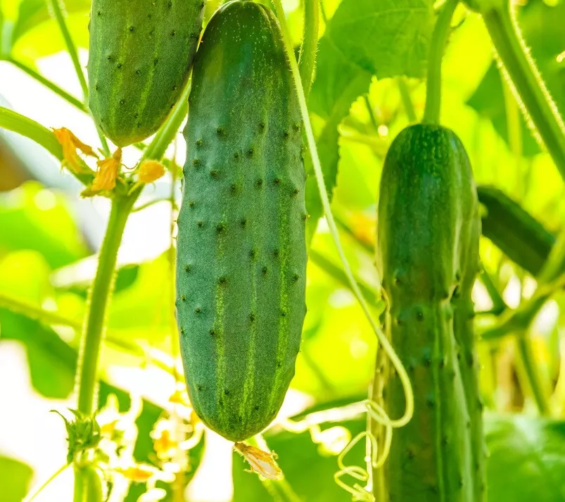 USA SELLER 25 Seeds Summer Top Cucumbers Edible Canning Pickling Fast Shipping - £11.75 GBP