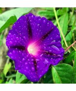 ADW 20 Purple Morning Glory Flower Vine Seeds Ipomoea Purpurea Climber F... - $17.95 CAD